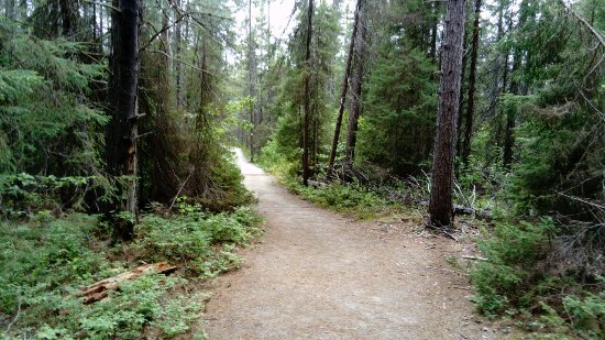 spruce-bog-boardwalk (1)