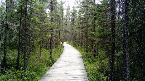 spruce-bog-boardwalk